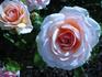 Calliope rose photo
