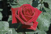 Carmen rose photo