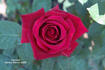 Carmen rose photo