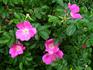 Wildberry Breeze rose photo