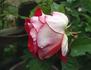 Front Page ™ rose photo