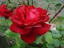 Monumental rose photo