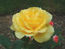 Dream Yellow ™ rose photo