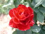 American Spirit rose photo