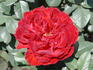 Black Garnet rose photo