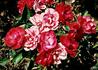 Cinnabar Improved rose photo