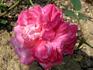 Bengale d'Automne rose photo