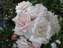 Madame Souchet rose photo