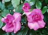 David Whitfield rose photo