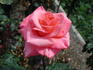 Catherine Marie rose photo