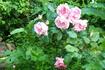 Pink Fringe rose photo