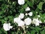Rose d'Hivers rose photo