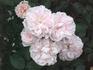 Onkaparinga rose photo