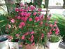 Elisio rose photo