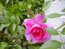 Elisio rose photo