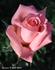 Amorous rose photo