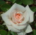 Old Fashioned Girl rose photo