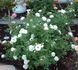 Old Fashioned Girl rose photo