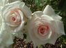 Old Fashioned Girl rose photo