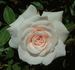 Old Fashioned Girl rose photo