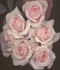 Old Fashioned Girl rose photo