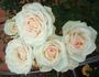 Old Fashioned Girl rose photo