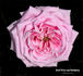 Graf Fritz von Hochberg rose photo