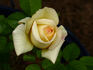 Peter Cottontail ™ rose photo