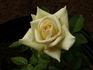 Peter Cottontail ™ rose photo