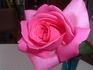 Beauty of Stapleford rose photo