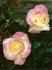 JACbitou rose photo