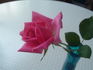 Beauty of Stapleford rose photo