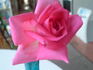 Beauty of Stapleford rose photo