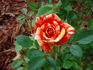 Fall Festival ™ rose photo