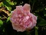 Duc de Constantine rose photo