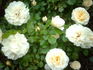 Dame de l'Etoile rose photo