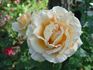 European Touch rose photo