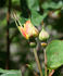 Cäcilie ® rose photo