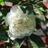 Cäcilie ® rose photo