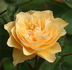 Cäcilie ® rose photo