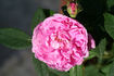 Alcime rose photo
