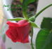 Just For You rose photo