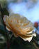 Cäcilie ® rose photo