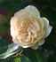 Cäcilie ® rose photo