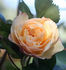 Cäcilie ® rose photo