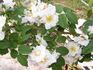 Sarasota Spice rose photo