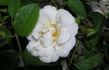 Sarasota Spice rose photo