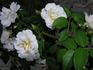 Sarasota Spice rose photo