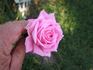 Conch Shell Climber rose photo