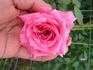 Conch Shell Climber rose photo